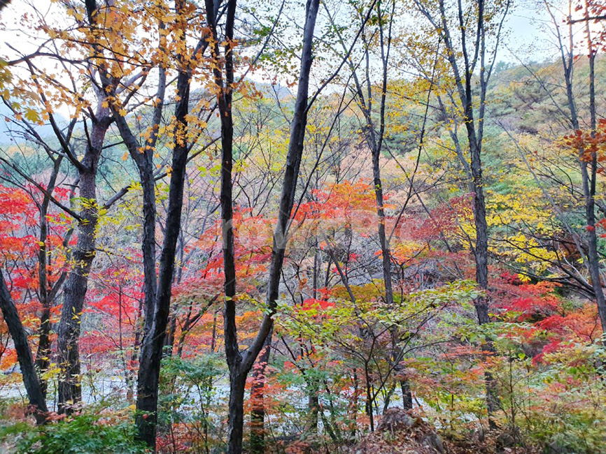 식물,tree,treetrunk,나무줄기,단풍,가을,나무,숲