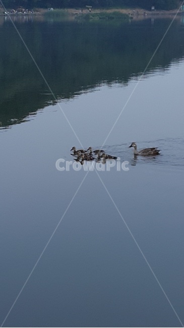 가족,오리,물,water,duck