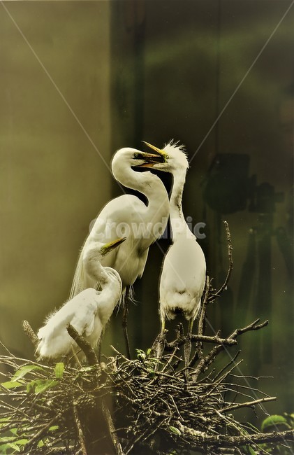 백로,애정,하얀,산,기족,동물,animal,조류,새,birds