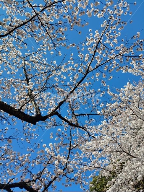 하늘,벚꽃,꽃,왕벚꽃,푸른하늘,봄,계절,spring,season,자연,풍경,nature,landscape,plant,식물