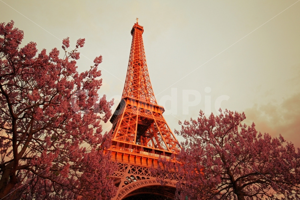 에펠,파리,세계,에펠탑,랜드마크,프랑스,타워,랜드마크,landmark,tourist attraction,해외,외국,세계,foreign,oversea,world,세계랜드마크,해외랜드마크,외국랜드마크,world landmark,world tourist attraction,건축물,건물외관,exterior,building,structure,architecture,construction,tower,탑,spire,첨탑,steeple,뾰족한 탑,건물,plant,식물,tree,나무