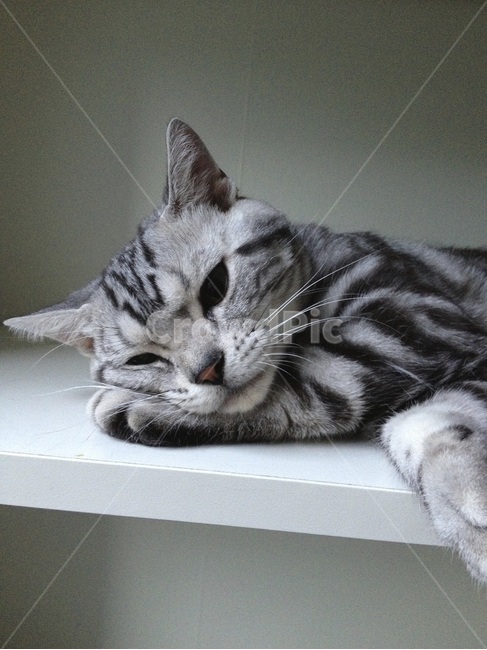 아메숏,포유류,pet,고양이,animal,동물,cat,랙돌,ragdoll,동물,animal,포유류,mammal,고양이,cat,kitten,kitty
