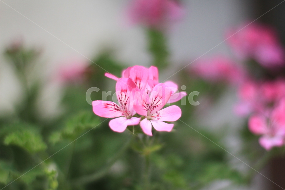 꽃,자연,풍경,매크로,근접,식물,자연,plants,nature,꽃,flower