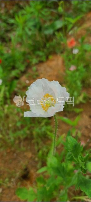 들꽃,하얀꽃,자연,꽃,식물,flower