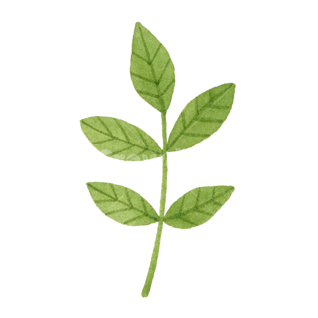 잎,나뭇잎,수채화,초록,자연,아이콘,식물,귀여운,손그림,일러스트,green,nature,봄,illustration,plant,leaf,여름,watercolor,icon,herbs,허브,식물,자연,plants,nature,누끼,remove background,그래픽,일러스트레이션,graphic,illustration