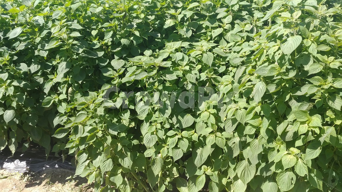 깻잎,시골,들깨,밭,농사,농작물,식물,자연,plants,nature