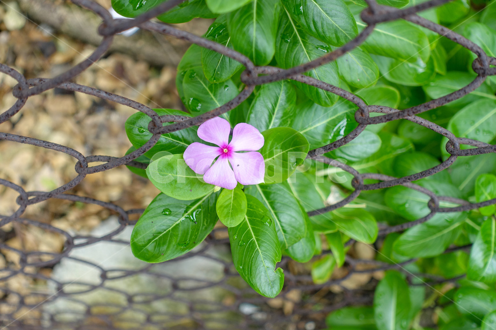 꽃,들꽃,flower,wildflower,야생화,flora,식물,생명,자연,nature,가을,autumn,식물,자연,plants,nature,꽃,flower