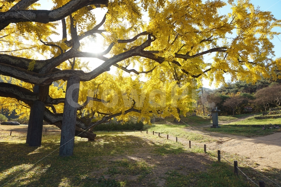 가을,은행나무,단풍,노랑,감성,빛,가을,계절,fall,autumn,season,식물,자연,plants,nature,나무,trees,wood,tree,plant,tree trunk,나무 줄기