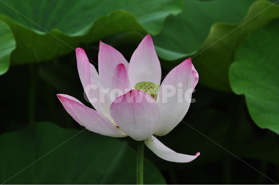 연꽃,꽃,정물,사진,꽃사진,식물,자연,plants,nature,꽃,flower