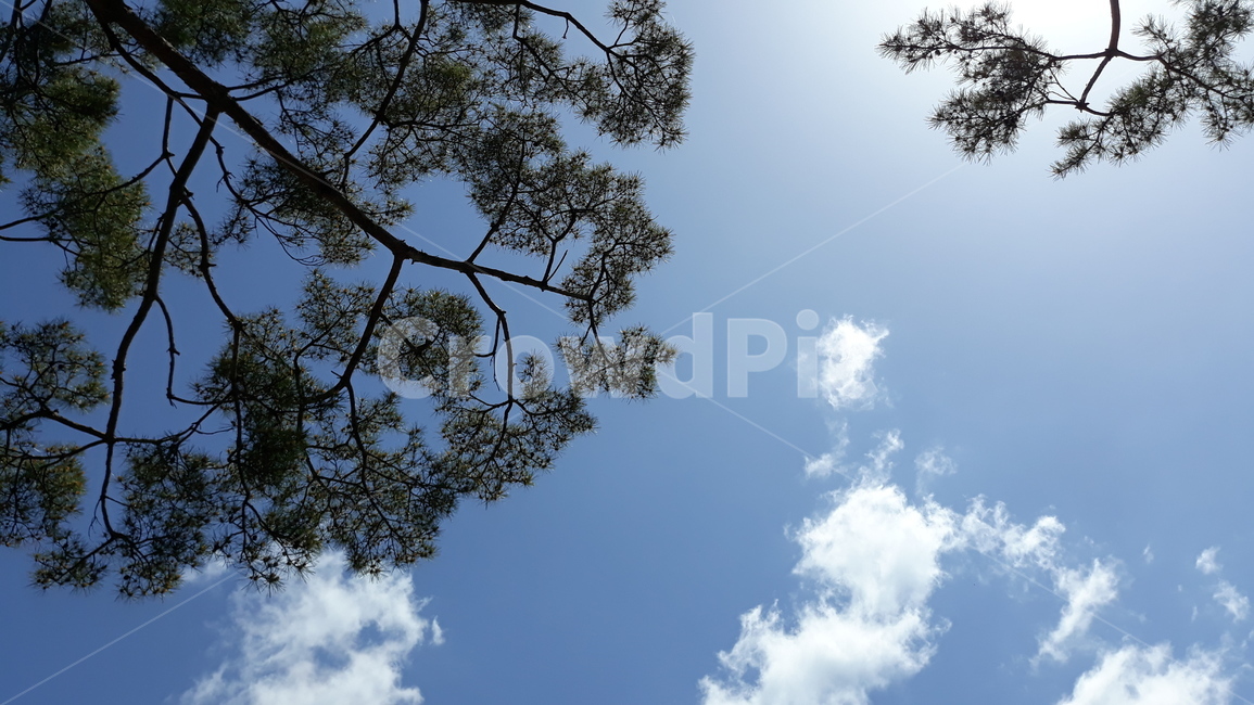 하늘,소나무,구름,봄하늘,햇살