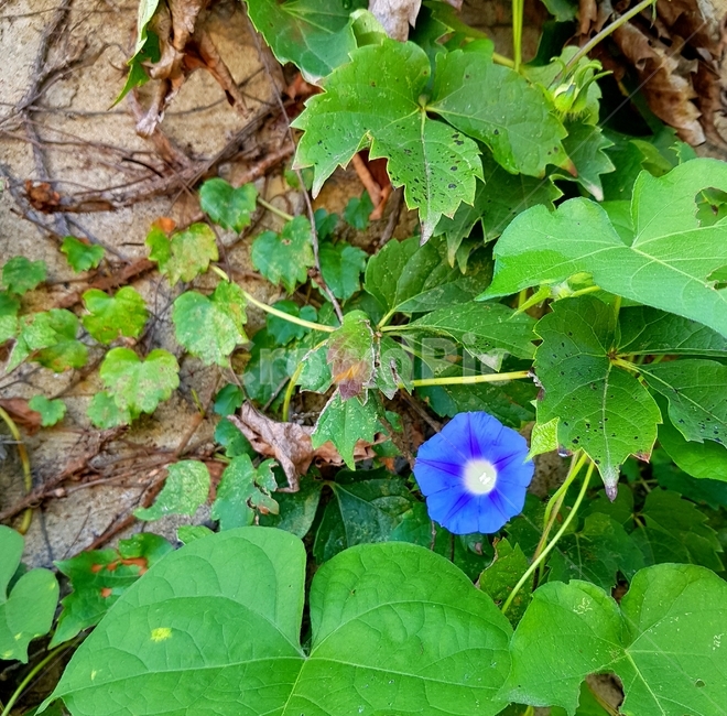 잎,나팔꽃,벽,꽃,넝쿨,leaf,plant,flower,blossom,wall,nature,자연,식물,식물,자연,plants,nature,꽃,flower