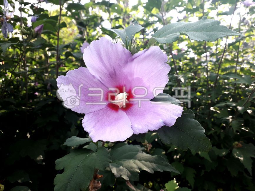 무궁화꽃,무궁화,꽃,식물,우리나라꽃,자연,flower