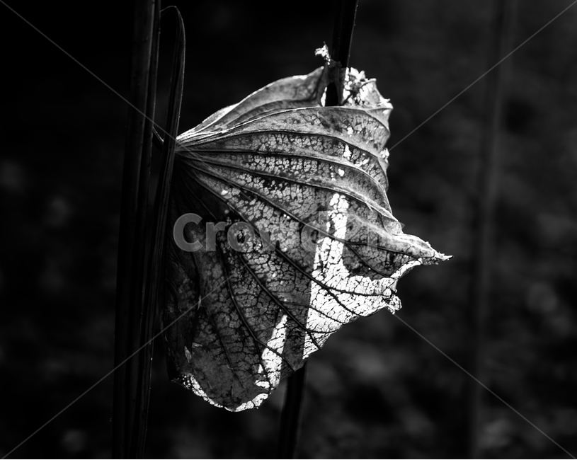 연,연잎,연밭,겨울,계절,식물,감성,식물,자연,plants,nature,흑백,모노톤,monochrome,black and white