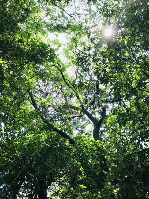 후쿠오카,여름,숲속,태양,일본,초록숲,햇살
