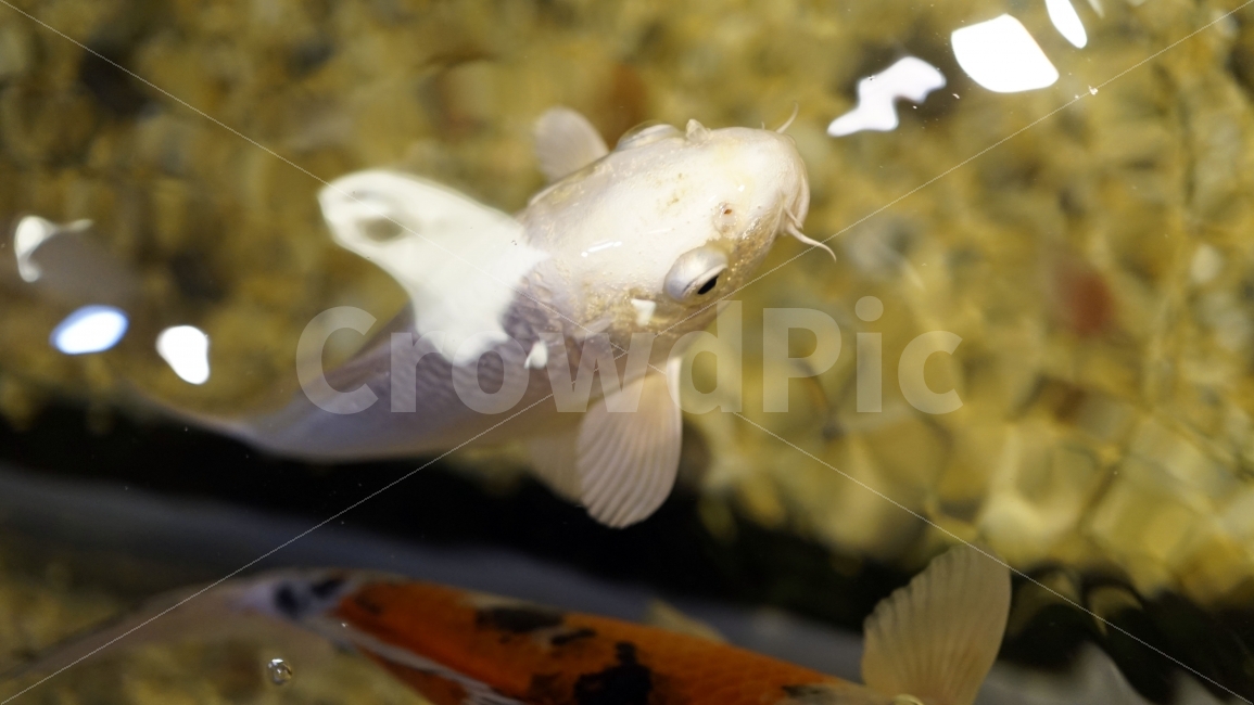 물고기,잉어,열대어,붕어,생선,어류,수족관,낙시,fish,어항,금붕어,수산,해양,바다,생물,동물,물속,바다속,바닷속,animal,수중,생명,자연,nature,물결,동물,animal,어류,물고기,fish