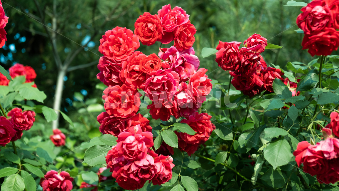 장미,장미꽃,rose,꽃,flower