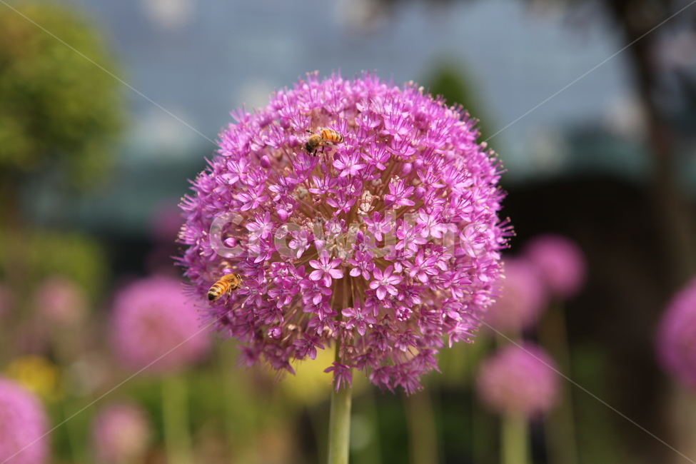 식물,꽃,수목원,여름,flower,식물,자연,plants,nature,꽃,flower,동물,animal,곤충,벌레,insect,bug