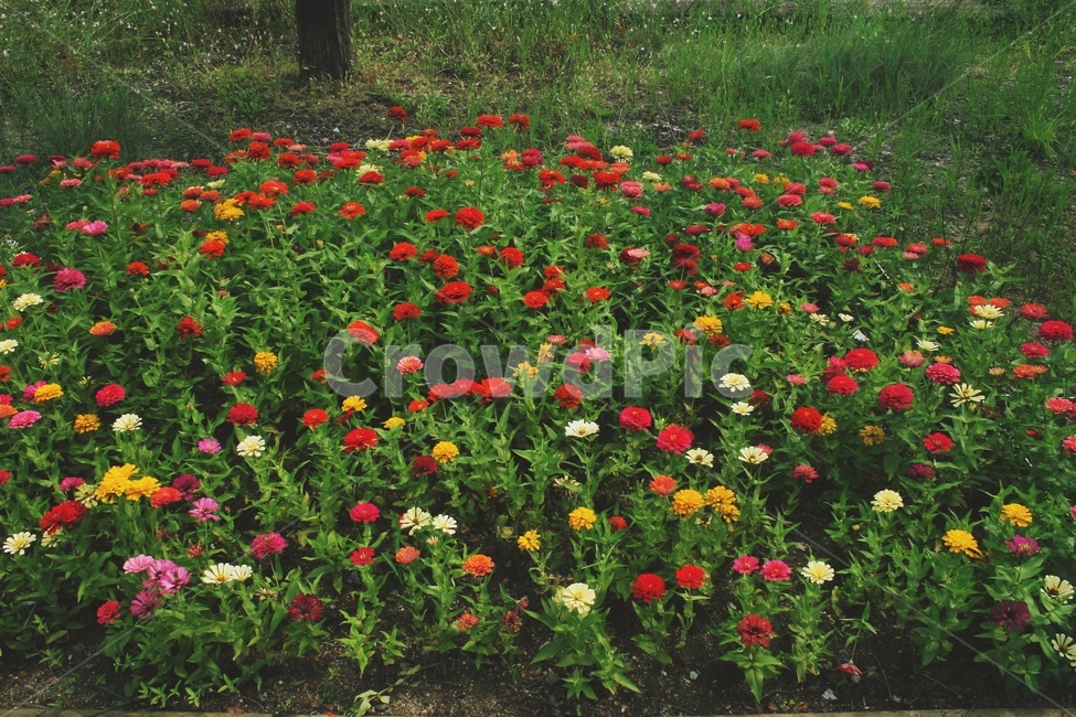 꽃,다채로운,이쁜,빨간색,하얀색,식물,자연,plants,nature,꽃,flower