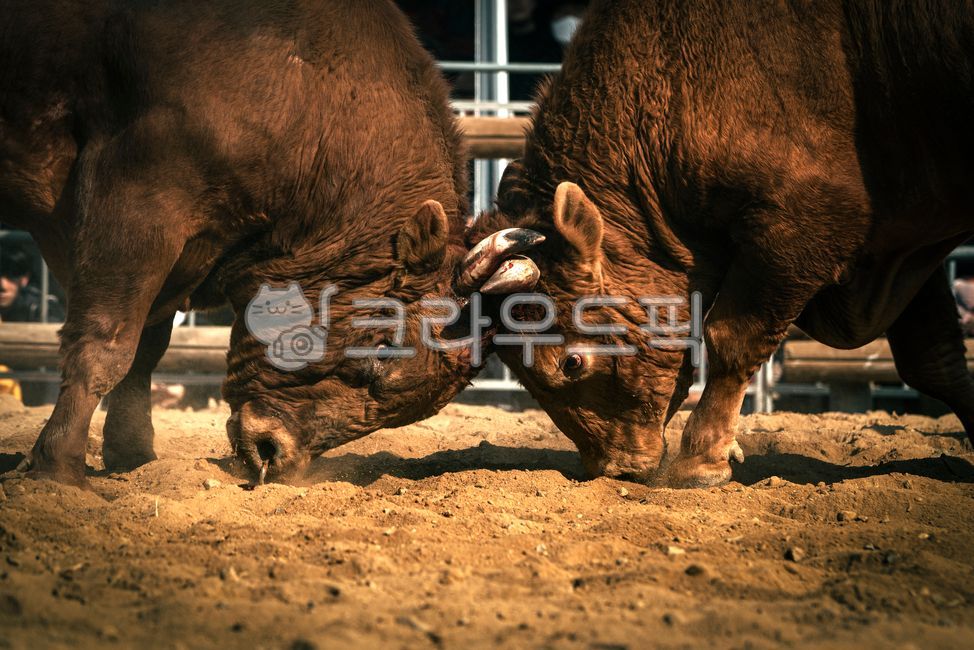 소싸움,황소,소,동물,bull