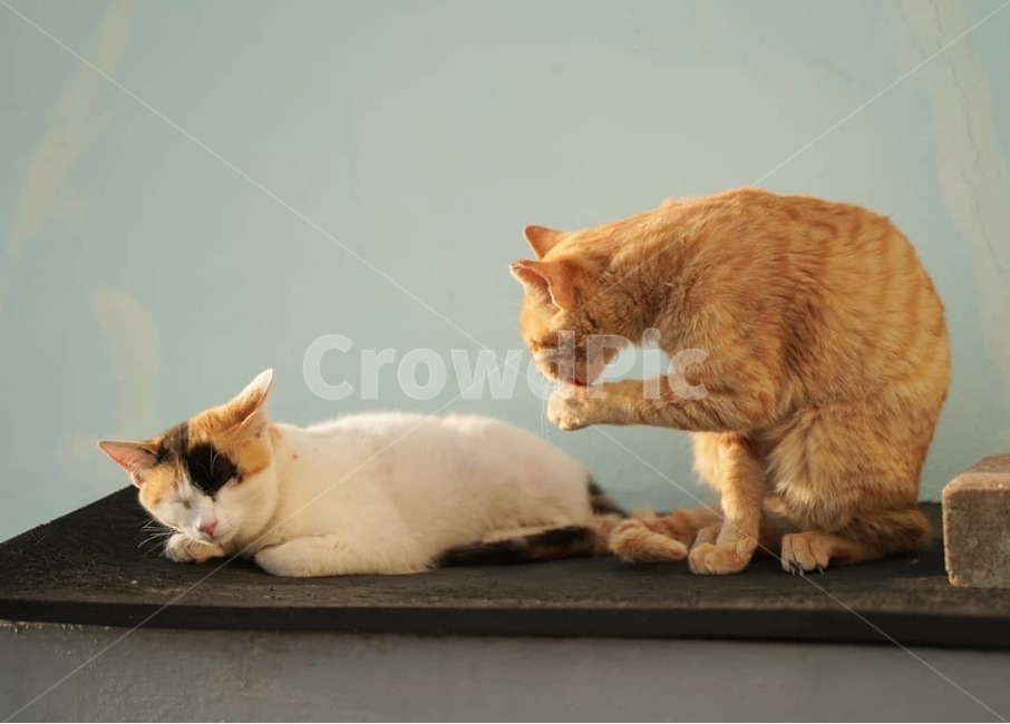 mammal,포유류,animal,동물,cat,고양이,길냥이,한국고양이,코숏,삼색이,치즈태비,동물,animal,포유류,mammal,고양이,cat,kitten,kitty