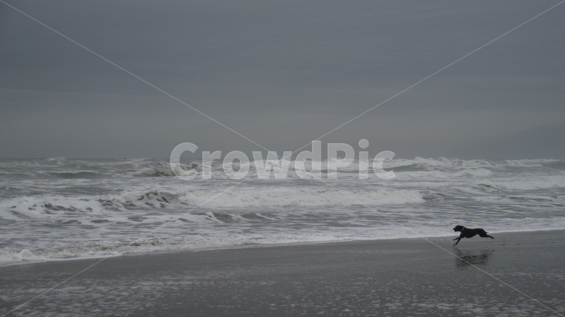 바다,파도,개,강아지,해변,해변,바다,beach,sea,동물,animal,포유류,mammal,개,강아지,dog,doggy