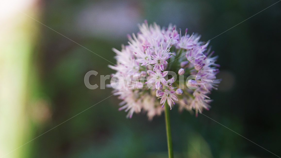꽃,자연,식물,산달래꽃,달래꽃,플라워,식물,자연,plants,nature,꽃,flower