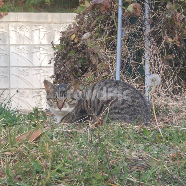 길고양이,산책,동물,자연,풀,고양이,동물,animal,포유류,mammal,고양이,cat,kitten,kitty