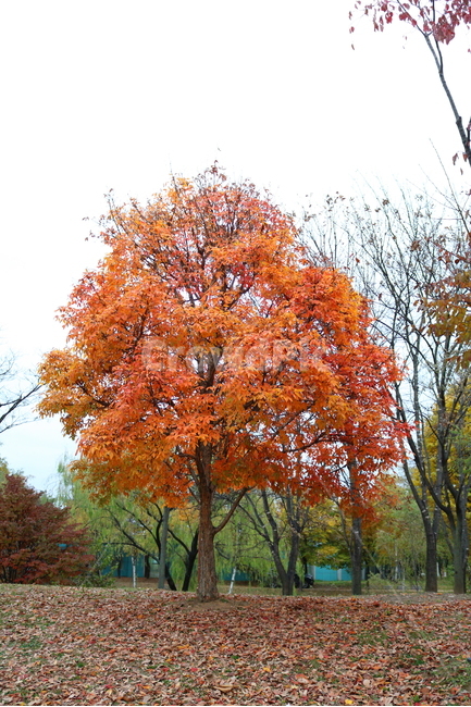 나무,복자기,복자기나무,식물,단풍,가을,자연,가을,계절,fall,autumn,season,식물,자연,plants,nature,나무,trees,wood,tree,plant,maple