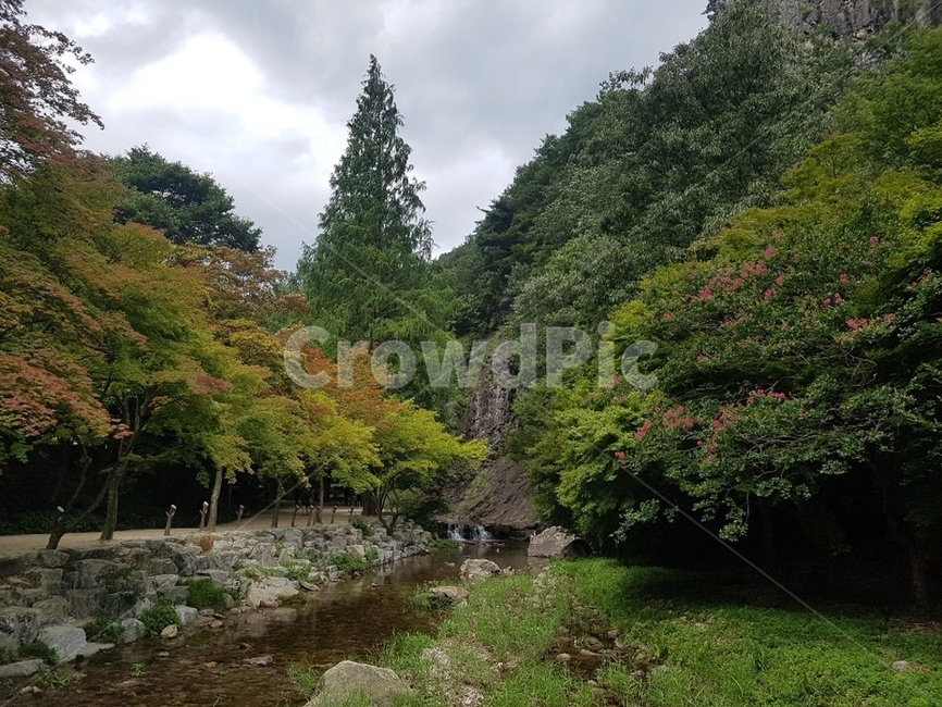 tree,나무,식물,자연,풍경,자연,풍경,nature,landscape,plant,fir,전나무