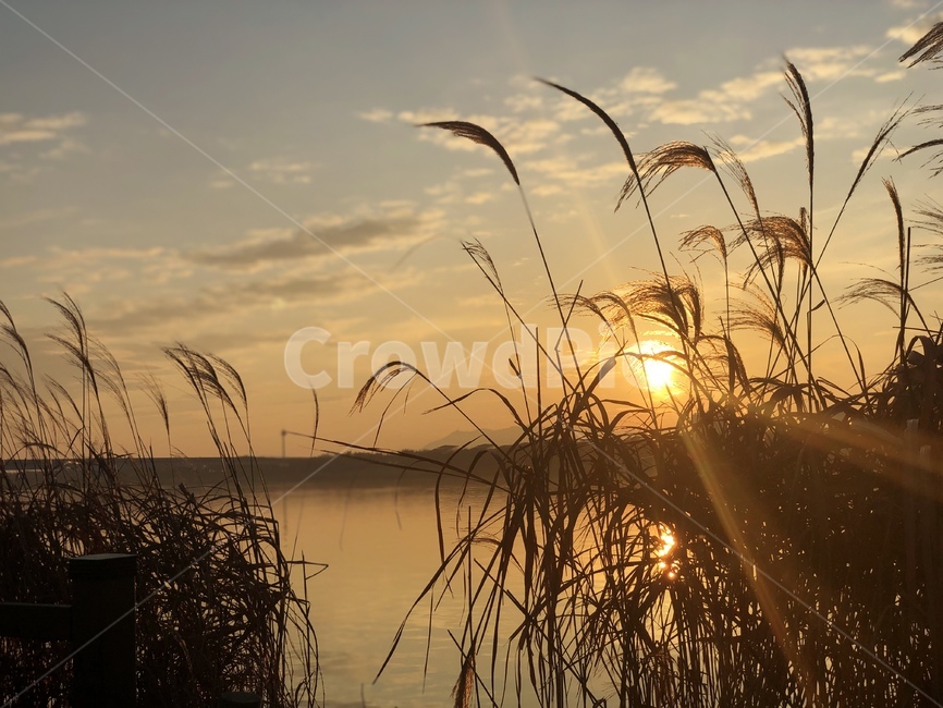 grass,plant,식물,lawn,잔디,갈대,갈대밭,가을,가을하늘,sky,autumn