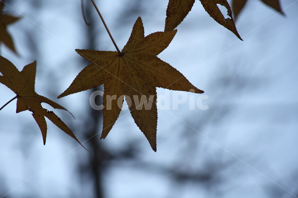 단풍,미국풍나무,가을,liquidambarstyraciflua,sweetgum,가을,계절,fall,autumn,season,식물,자연,plants,nature,leaf,잎,plant,tree,나무