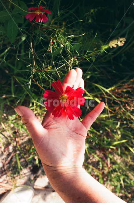 코스모스,꽃,손,빨간꽃,flower,cosmos,hand,light,클로즈업,red,야외,손과꽃,햇빛,행복,예쁨,어우러짐,한송이,one,꽃,flower,사람,인물,인간,human,person,신체일부,몸,body