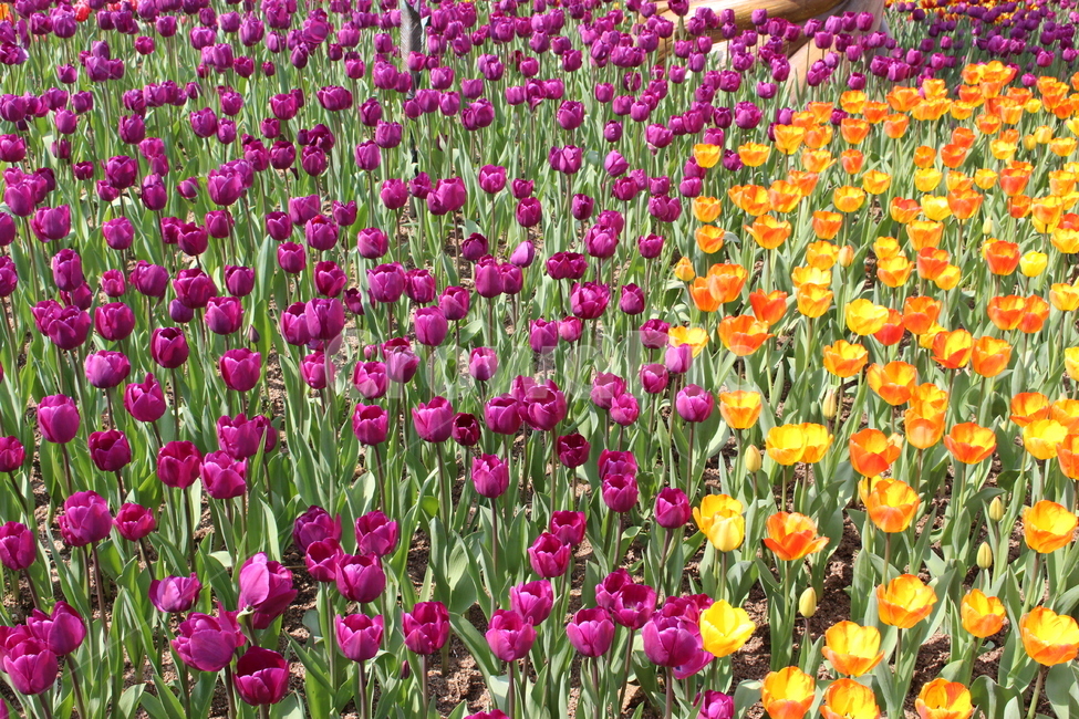 튤립,꽃,flower,공원,봄,자연,노랑,빨강,보라,에버랜드,봄,계절,spring,season,식물,자연,plants,nature,꽃,flower,plant,blossom