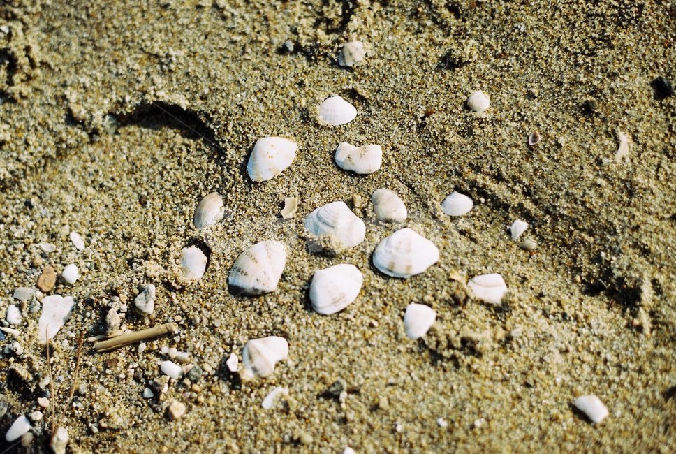 감성사진,조개,필름,필름사진,필름카메라,모래,자연,감성,nature,shell,film,filmcamera,sand,해변,바다,beach,sea,감성,sensible,feeling
