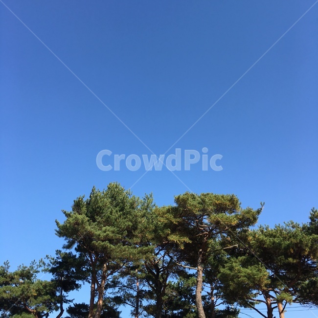 하늘,소나무,나무,sky,풍경,자연,풍경,nature,landscape,식물,plants,나무,trees,wood,tree,plant,fir,전나무
