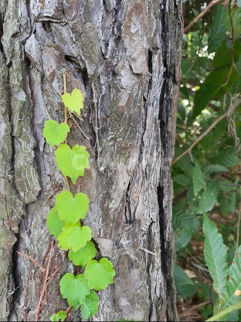 나무줄기,나무,자연,가을,새잎,식물,식물,자연,plants,nature