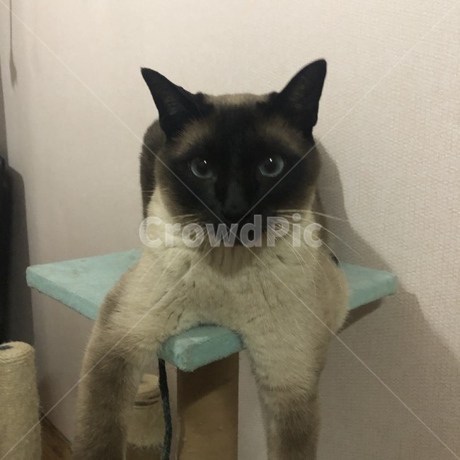 고양이,cat,집사,animal,cute,고양이,cat,kitten,kitty
