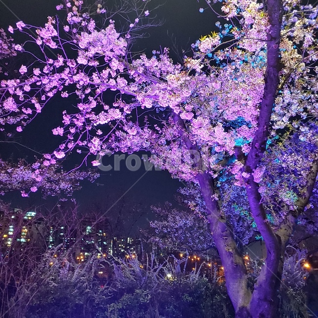 벚꽃,여의도한강벚꽃축제,야경,배경화면,힐링