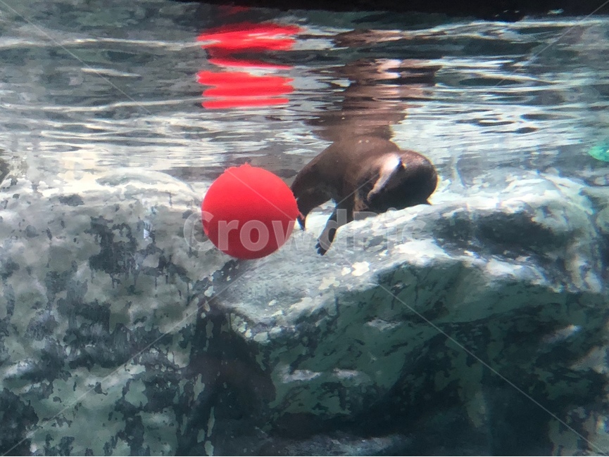 아쿠아리움,공,물,펭귄,장난치는펭귄,동물,animal,포유류,mammal
