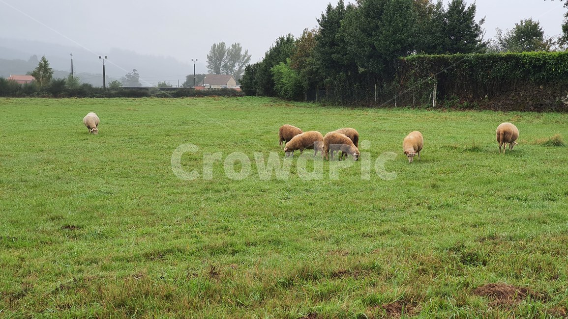 nature,자연,field,들,outdoors,옥외,목초지,양,sheep