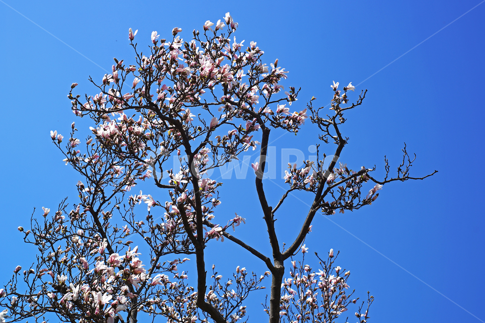 목련,봄,하얀목련,목련나무,kobusmagnolia