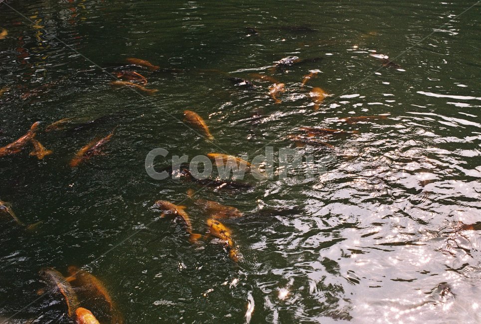 물고기,잉어,주황색물고기,오렌지색,연못,동물,animal,어류,물고기,fish