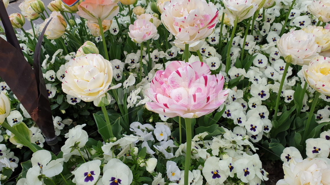 꽃,plant,식물,flower,blossom,식물,자연,plants,nature,꽃,flower