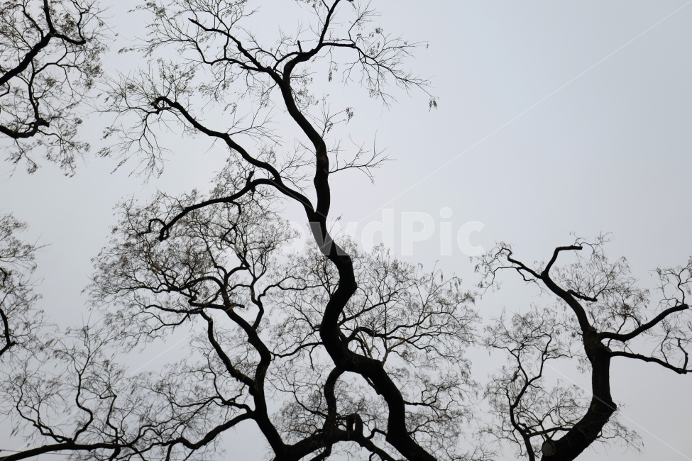 나무,겨울나무,앙상한나무,가지,tree,겨울,계절,winter,season,식물,자연,plants,nature,나무,trees,wood,실루엣,그림자,silhouette,shadow
