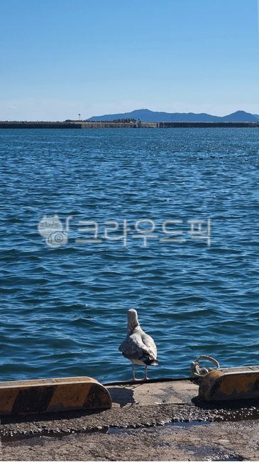 갈매기,항구,바닷가,바다,bird,새,water,물