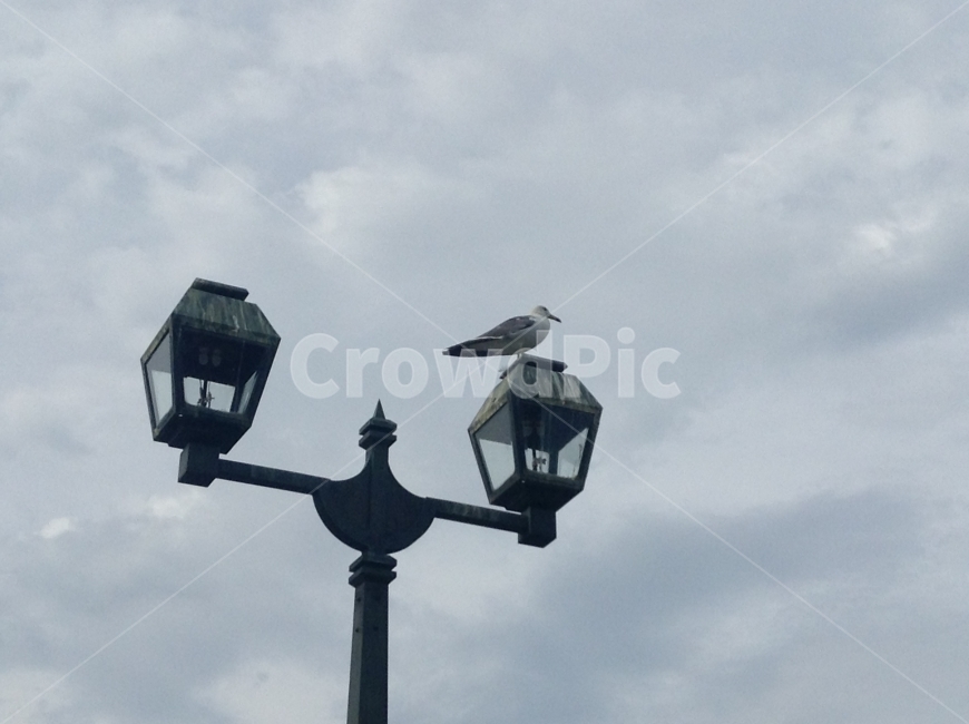 세계,여행,풍경,홋카이도,북해도,삿포로,가로등,비둘기,travel,view,hokkaido,sapporo,bird,pigeon,streetlamp,streetlight,동물,animal,조류,새,birds,흑백,모노톤,monochrome,black and white