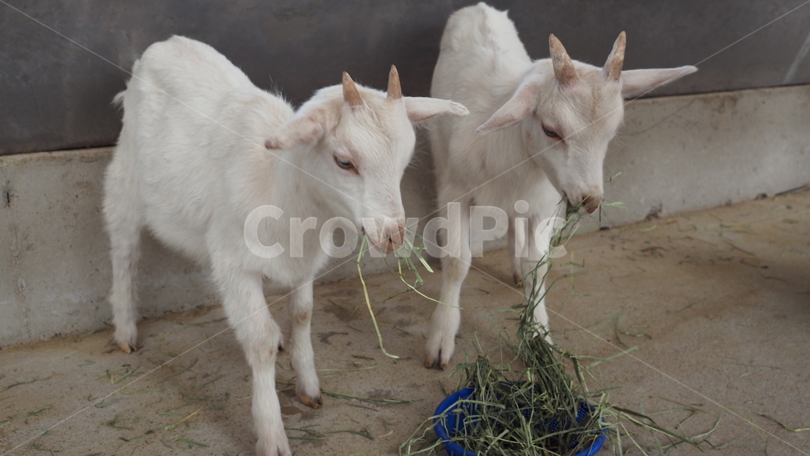 animal,동물,염소,goat,포유류,동물,animal,포유류,mammal