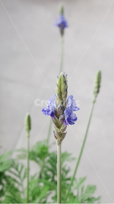 라벤더,보라색꽃,보라꽃,plant,식물,꽃,flower,식물,자연,plants,nature
