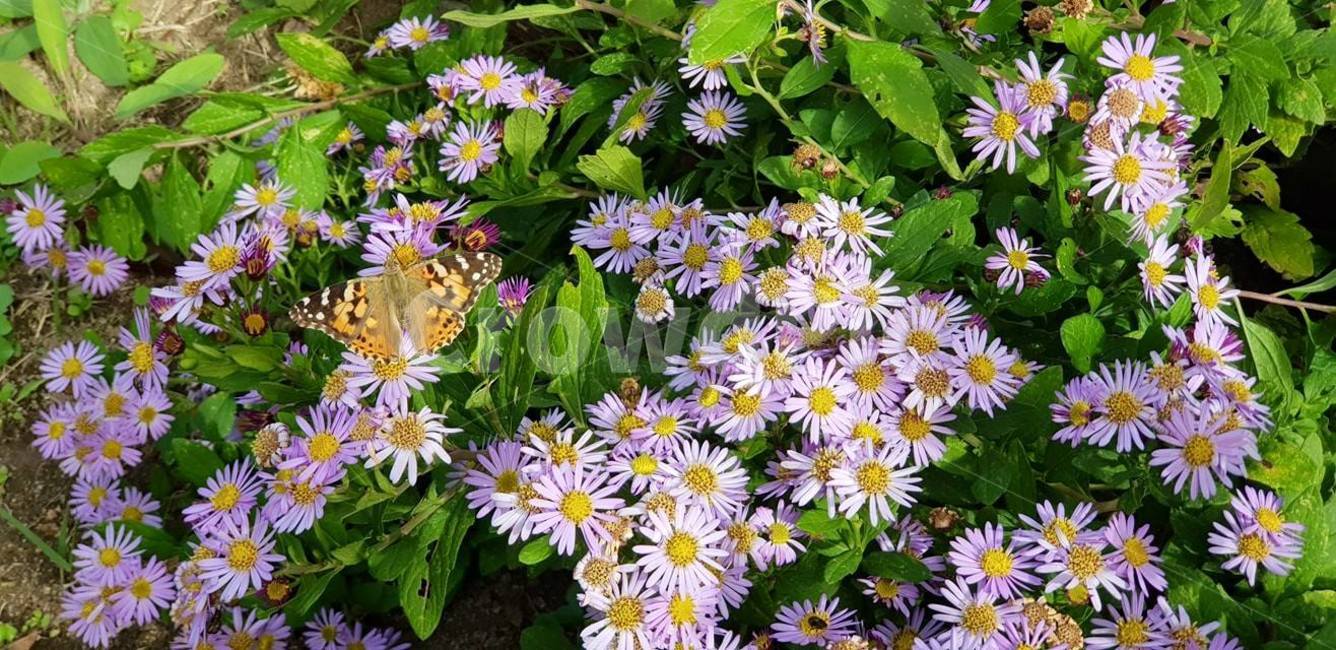나비,나방,꽃,봄,여름,들풀,자연,봄,계절,spring,season,식물,자연,plants,nature,꽃,flower,plant,aster,과,blossom,daisies,데이지,daisy