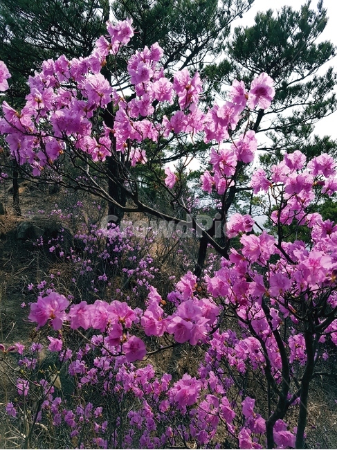 진달래,봄,풍경,꽃,핑크,분홍,봄,계절,spring,season,자연,풍경,nature,landscape,식물,plants,꽃,flower,plant,blossom